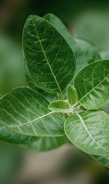 Ashwagandha-FAQ: das musst du wissen