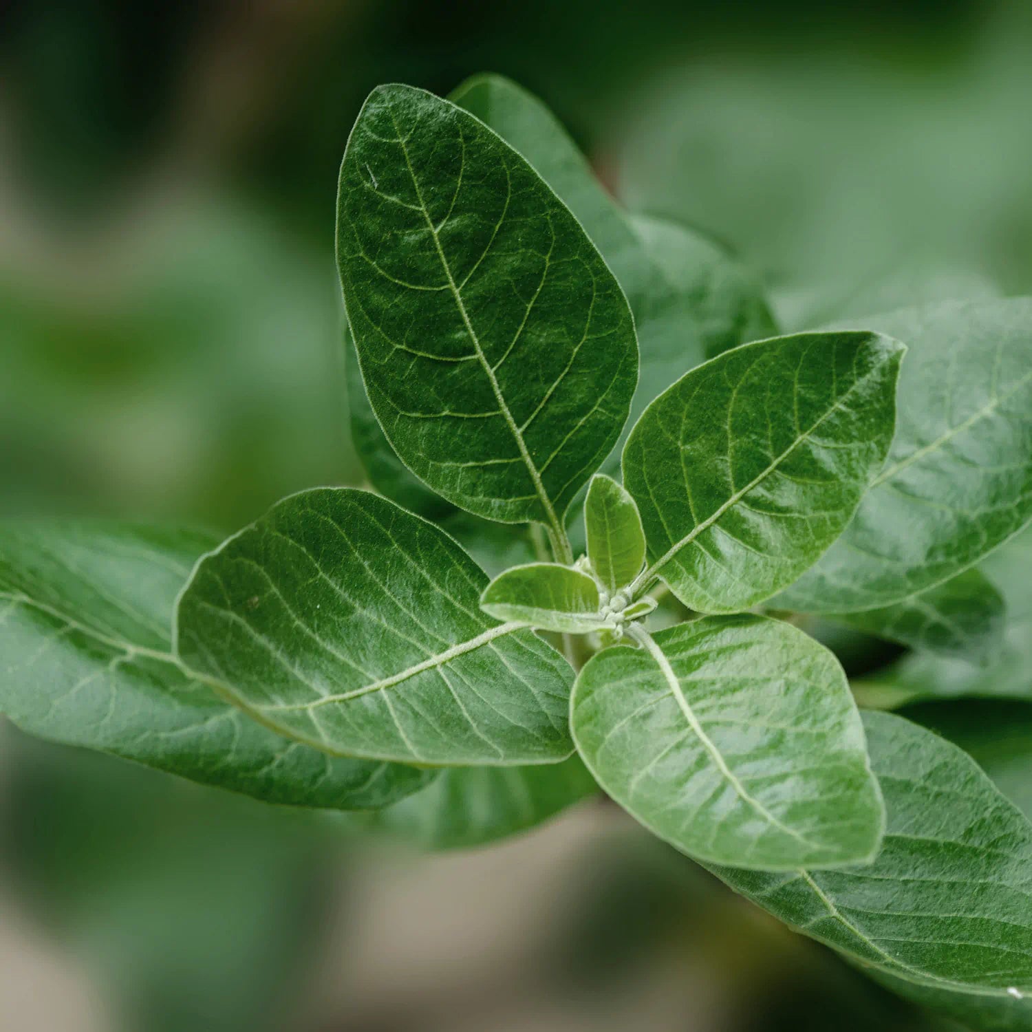 Ashwagandha Pflanze