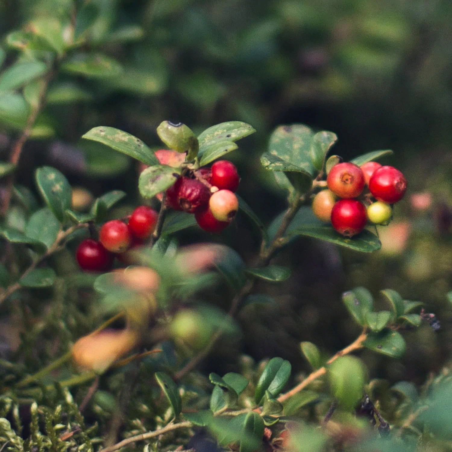 Beerenstarker Natur-Support