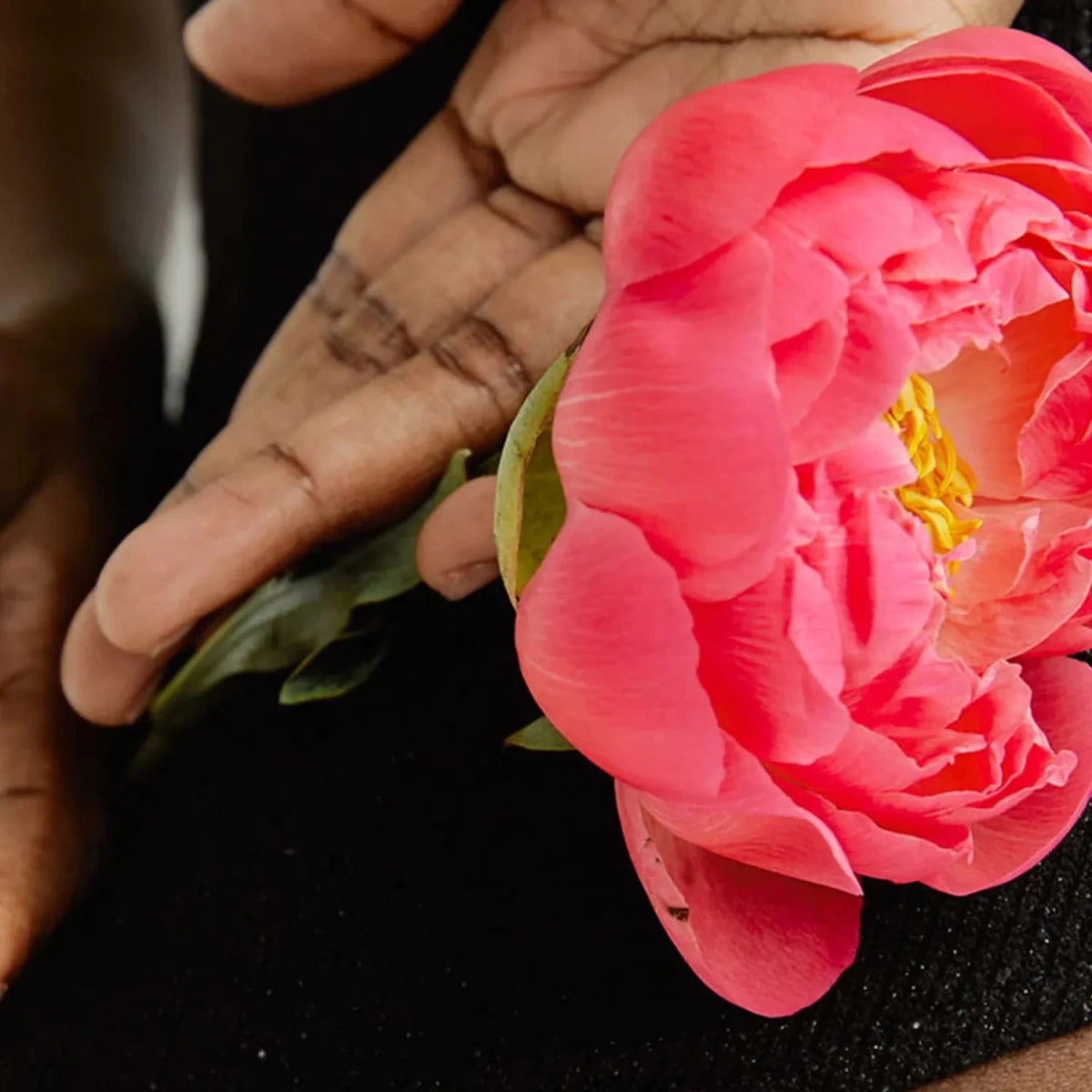 Blume wird gestreichelt